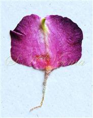  Standard Petal